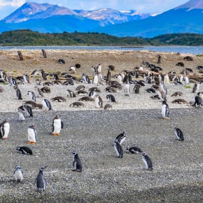 Excursion et navigation sur le canal de Beagle