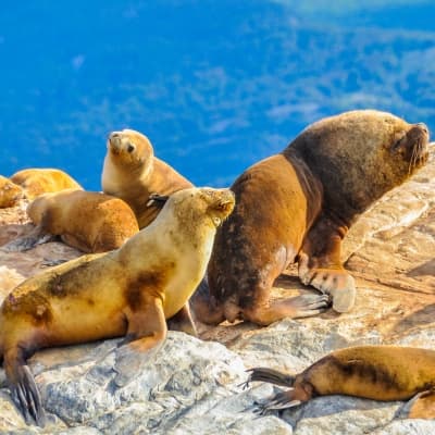 Plongée avec les lions de mer