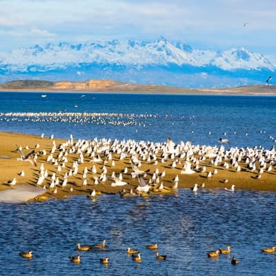 Ushuaïa et le Canal de Beagle en hélico